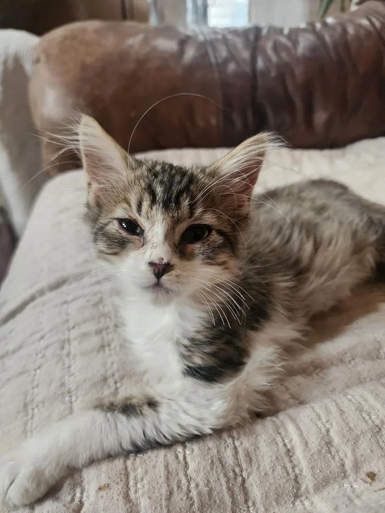 A baby small-sized female Gray & White Domestic Short Hair cat named Binx for adoption in Albuquerque, NM