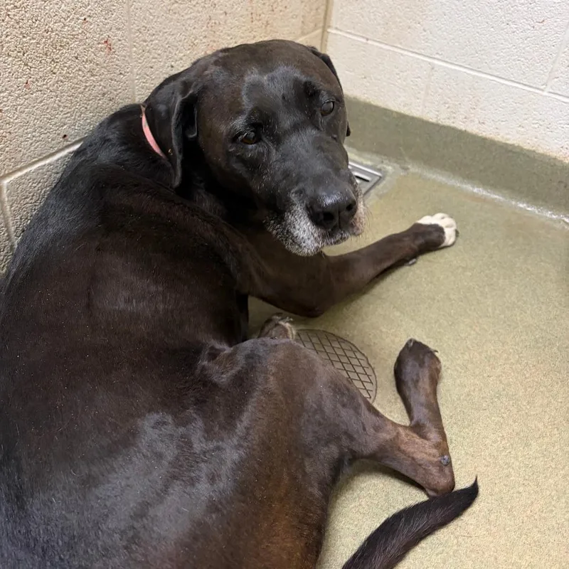 A senior medium-sized female Black Black Labrador Retriever dog named Mary Jane for adoption in Harrisonburg, VA