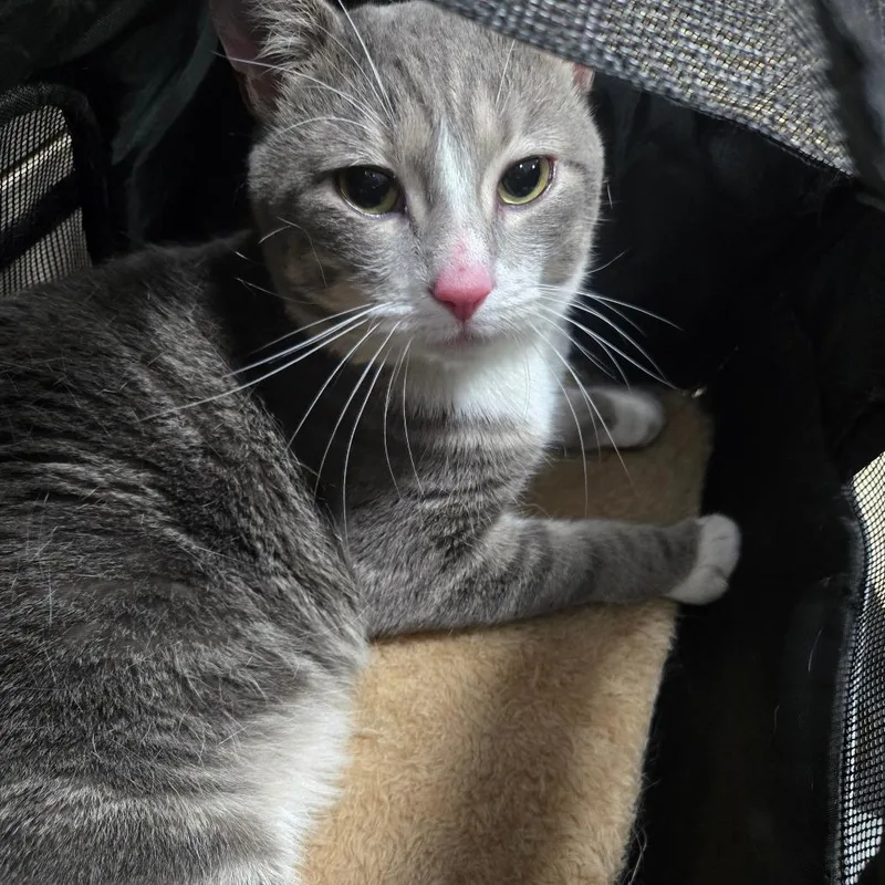 An adult medium-sized male Gray / Blue / Silver Domestic Short Hair cat named Pepper for adoption in Newark, NJ