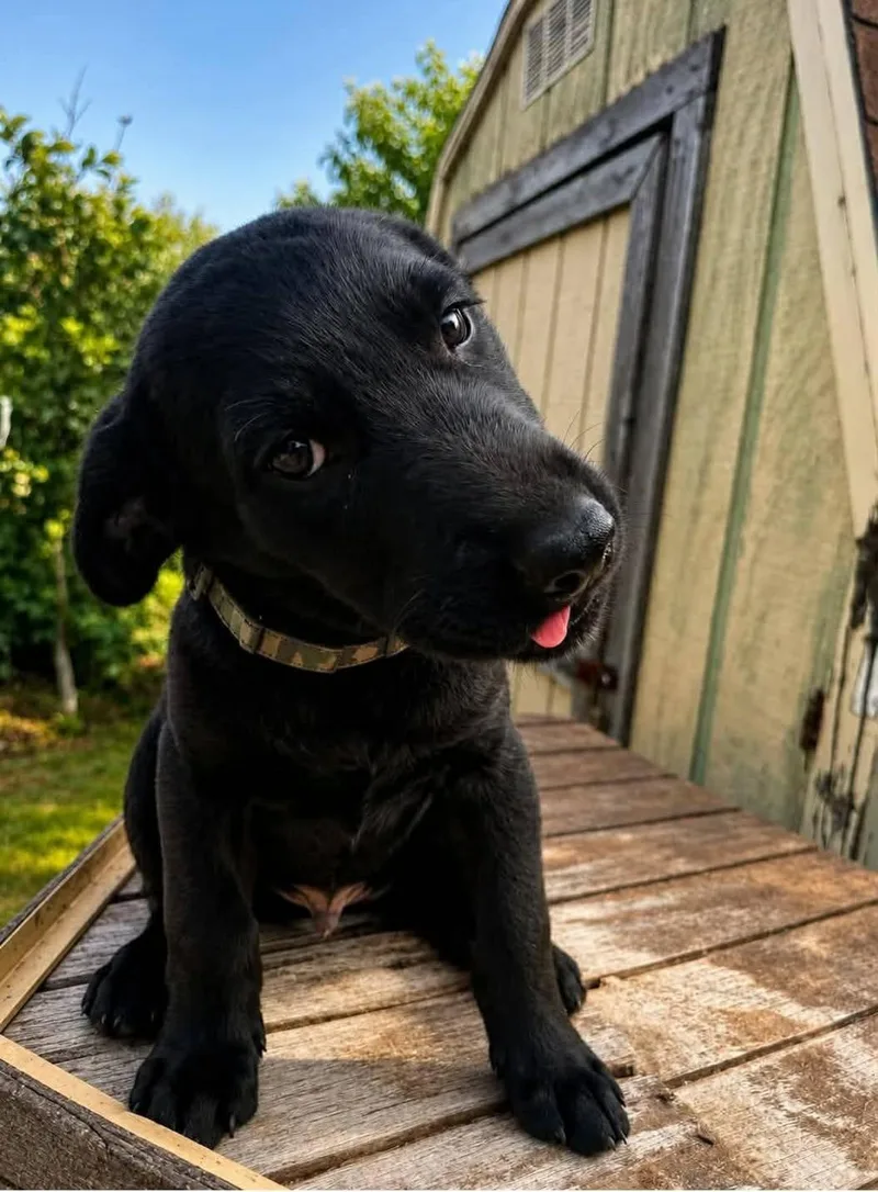 Odie