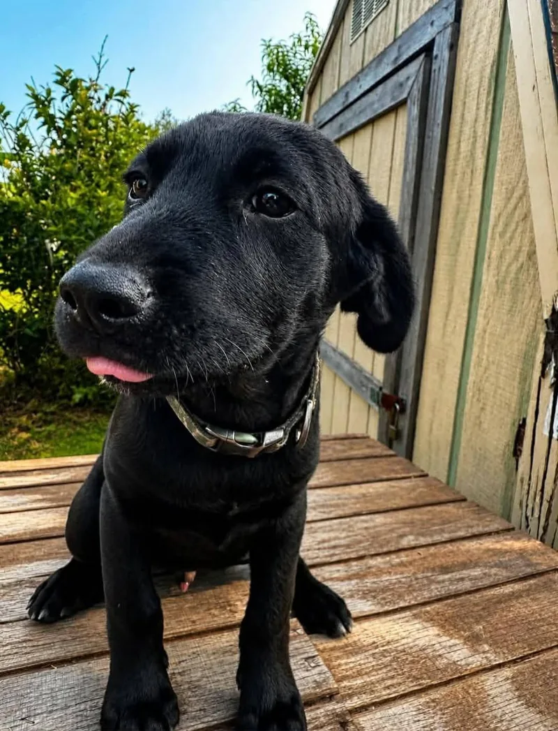 Odie thumbnail 2