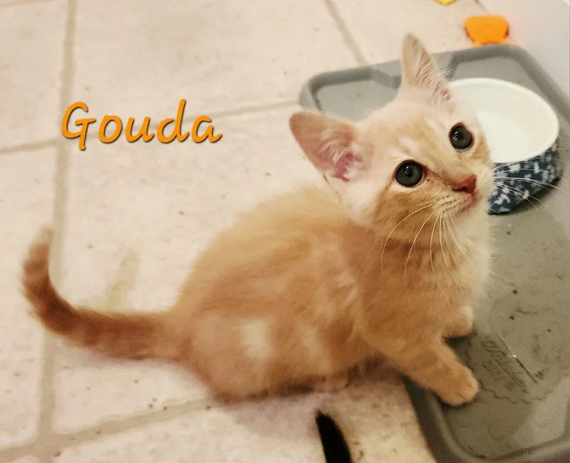 A young medium-sized male Buff / Tan / Fawn Domestic Medium Hair cat named Gouda for adoption in Westland, MI