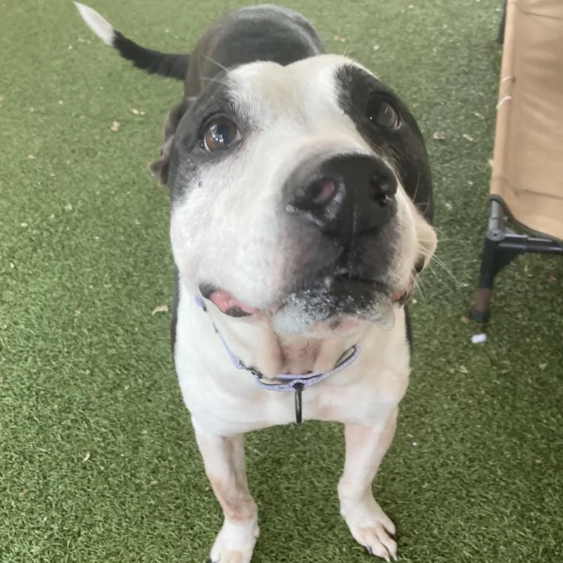 A senior medium-sized female White / Cream Mixed Breed dog named Rosie for adoption in Providence, RI