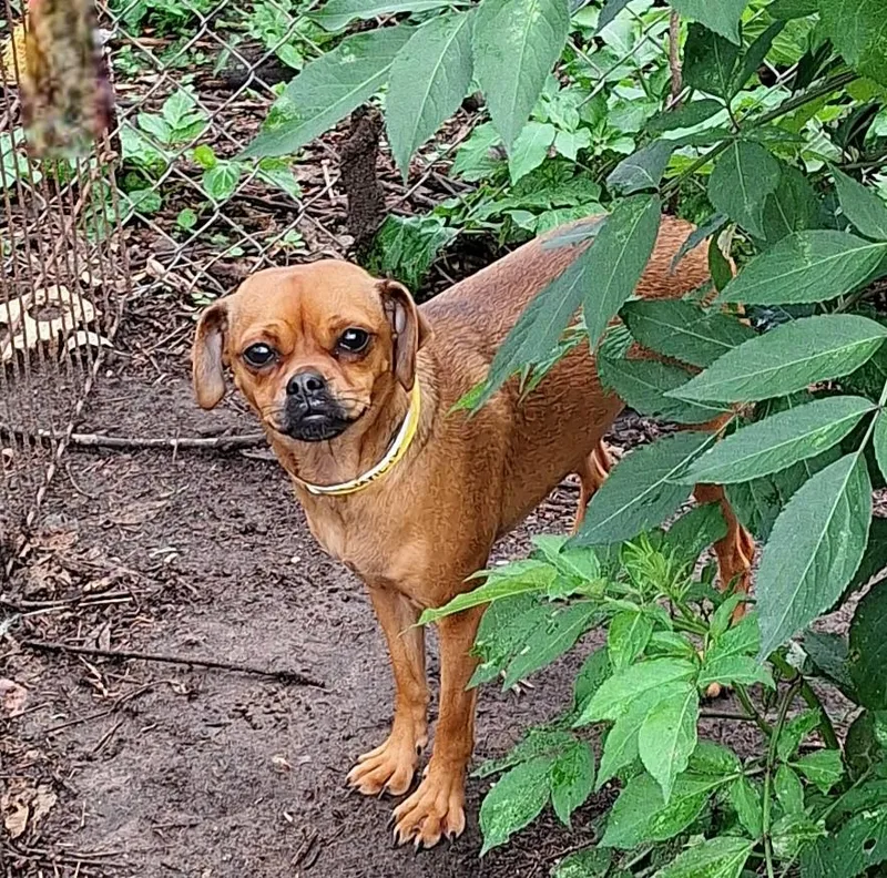 Travia Blt thumbnail 2