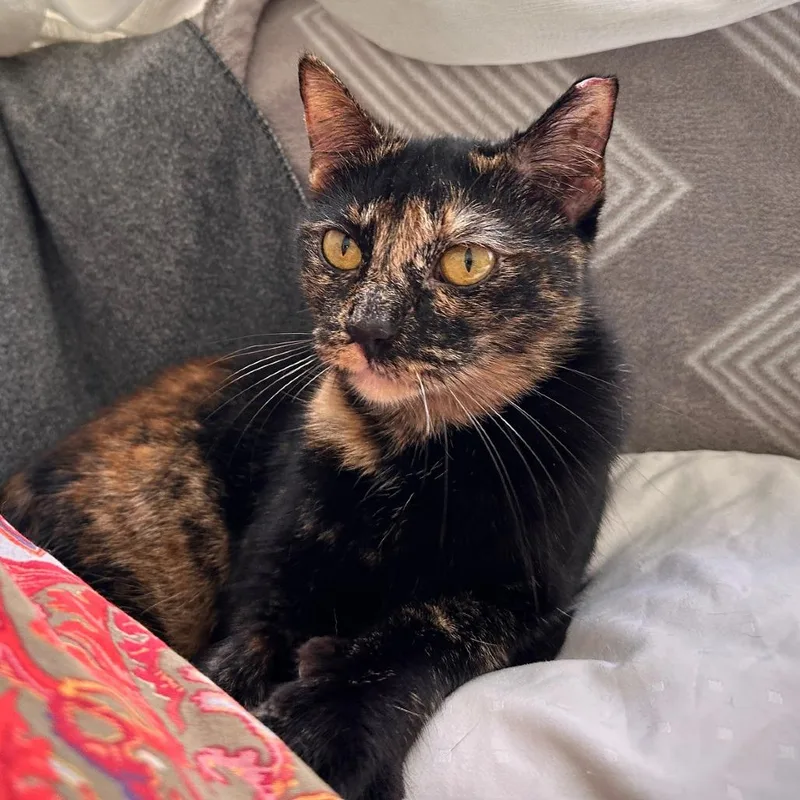 An adult medium-sized female Tortoiseshell Domestic Short Hair cat named Pepper for adoption in Gainesville, FL
