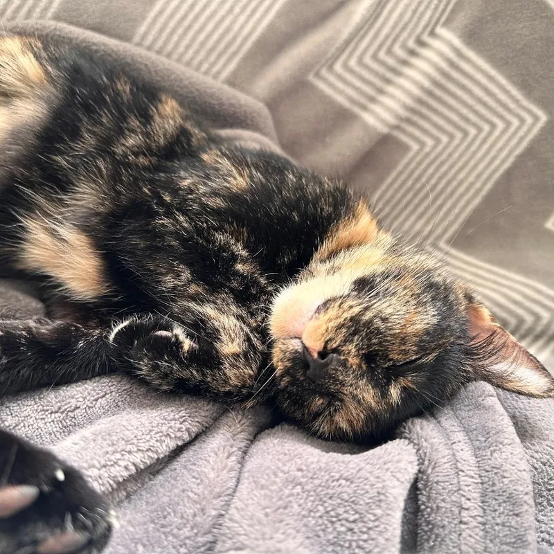 Pepper thumbnail 4
