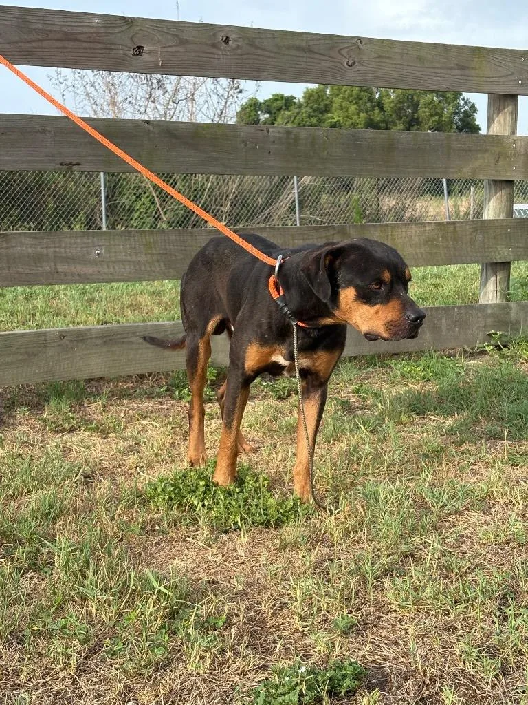 An adult large-sized male Rottweiler dog named Wade for adoption in Wauchula, FL
