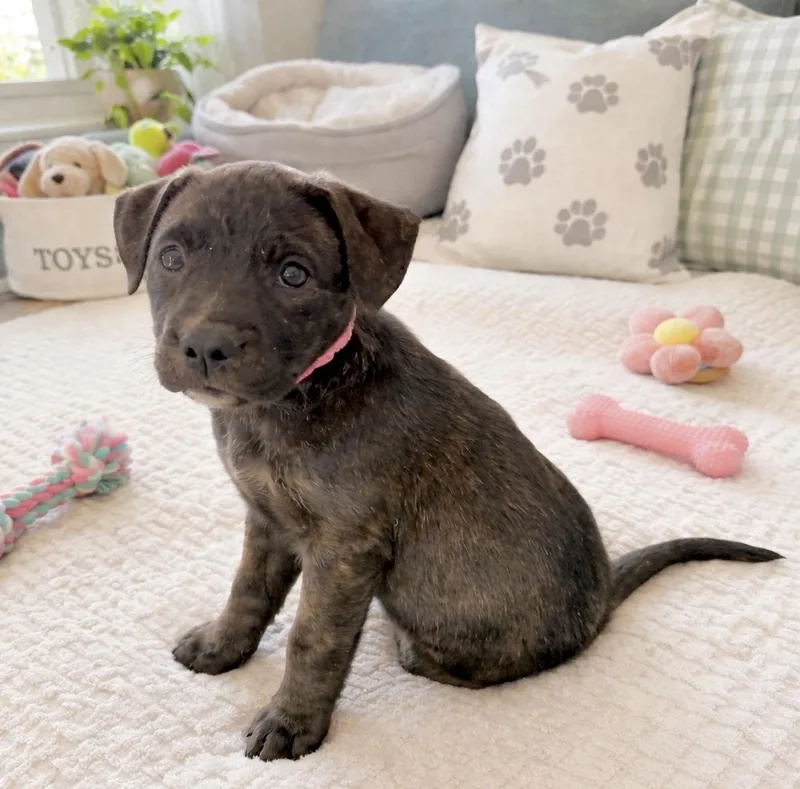 Lucy Van Pelt thumbnail 5