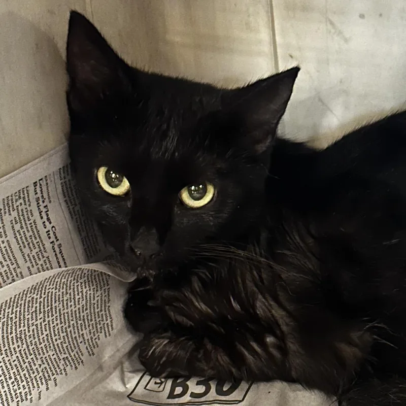 A young small-sized female Domestic Short Hair cat named Zelda for adoption in Montgomery, AL