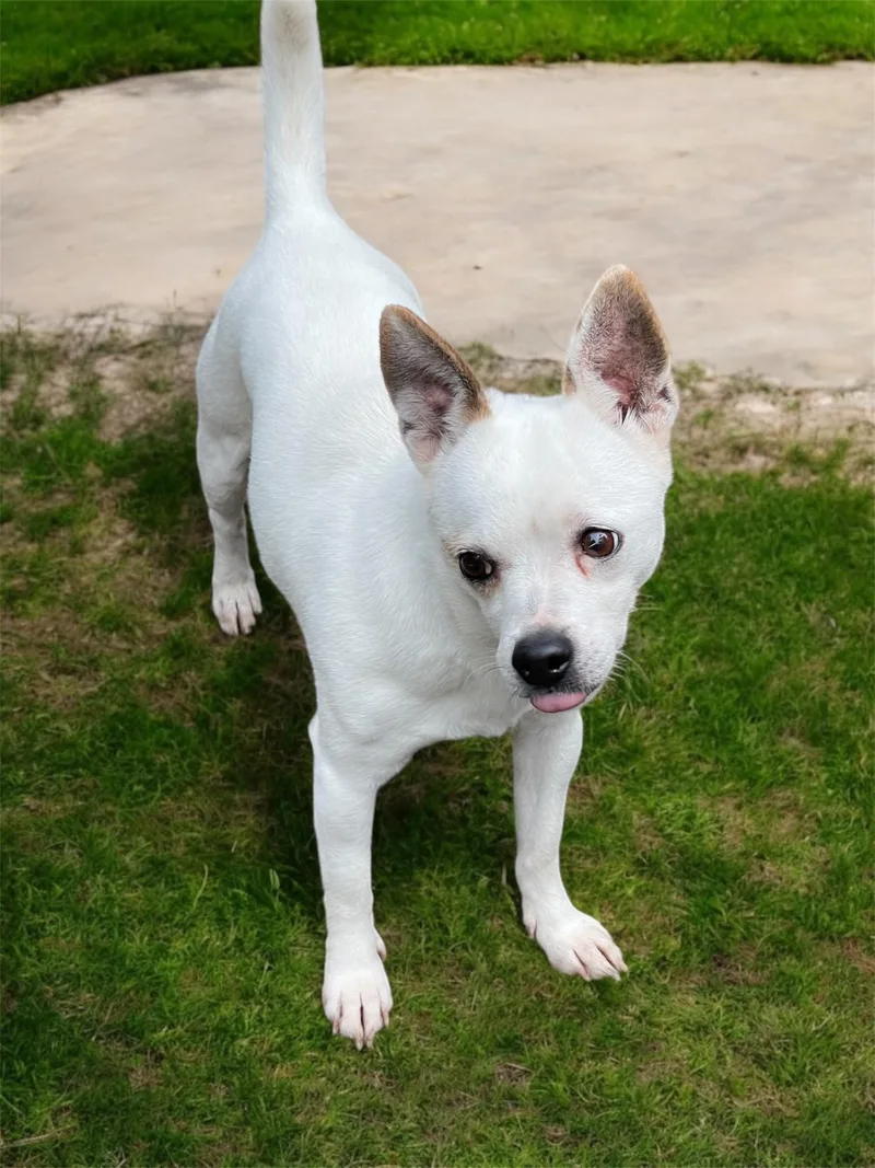 Sweet Tart thumbnail 3