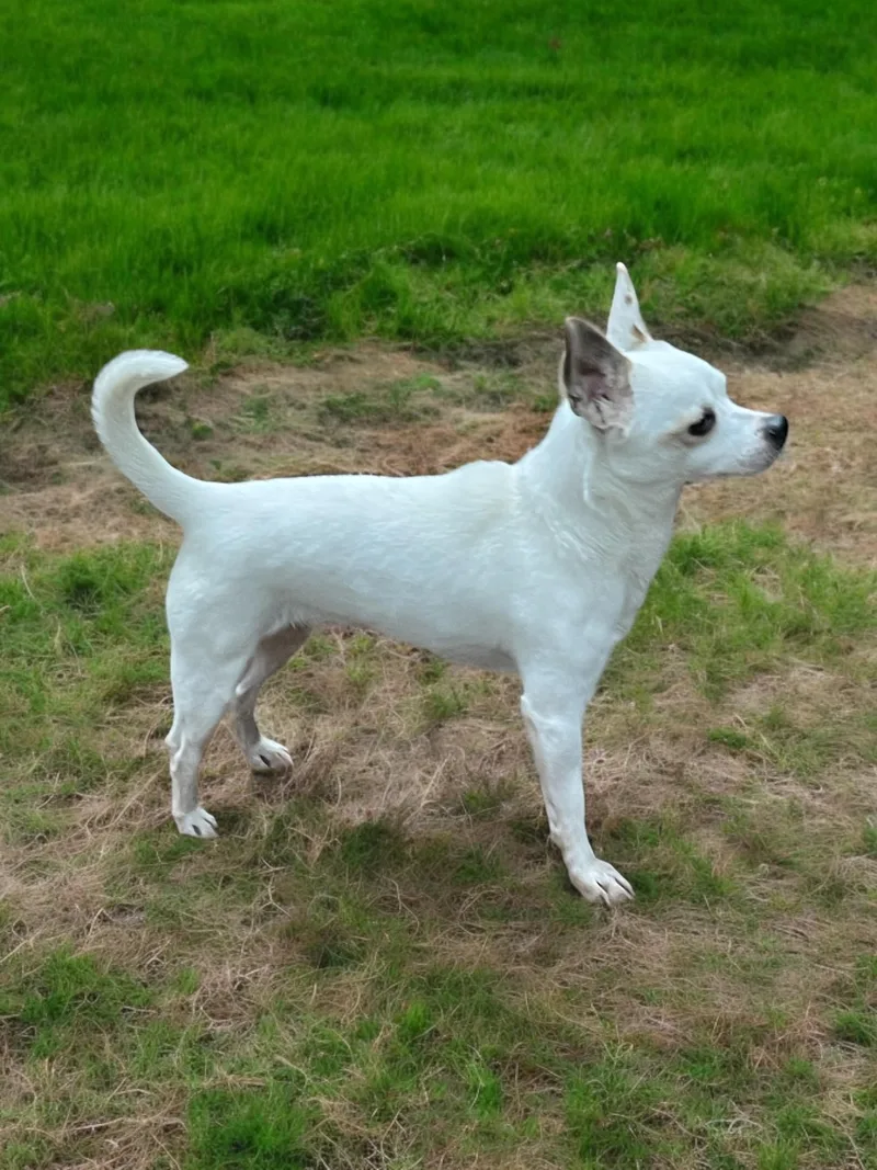 Sweet Tart thumbnail 4