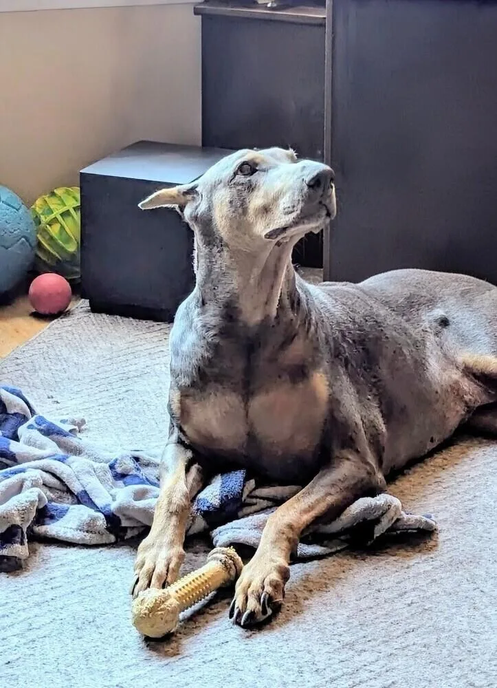 A senior large-sized female Doberman Pinscher dog named Scarlett for adoption in Evergreen, CO
