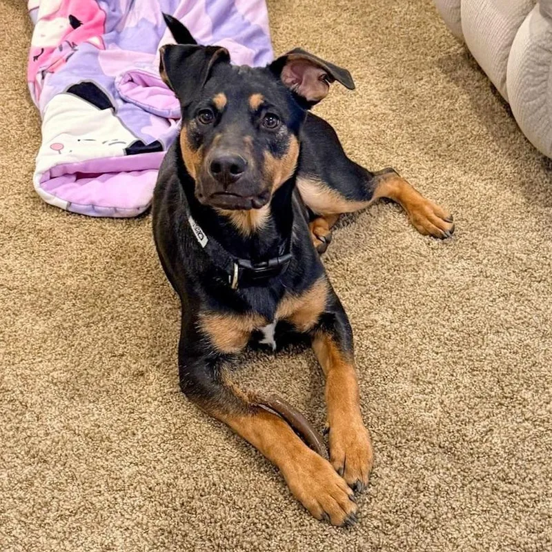 Lover Boy thumbnail 2