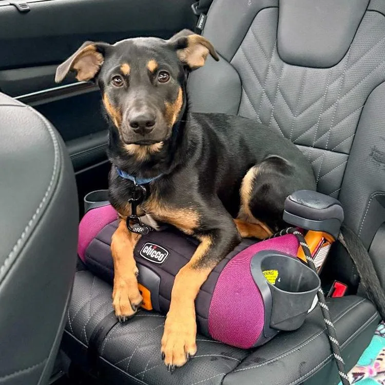 Lover Boy thumbnail 6