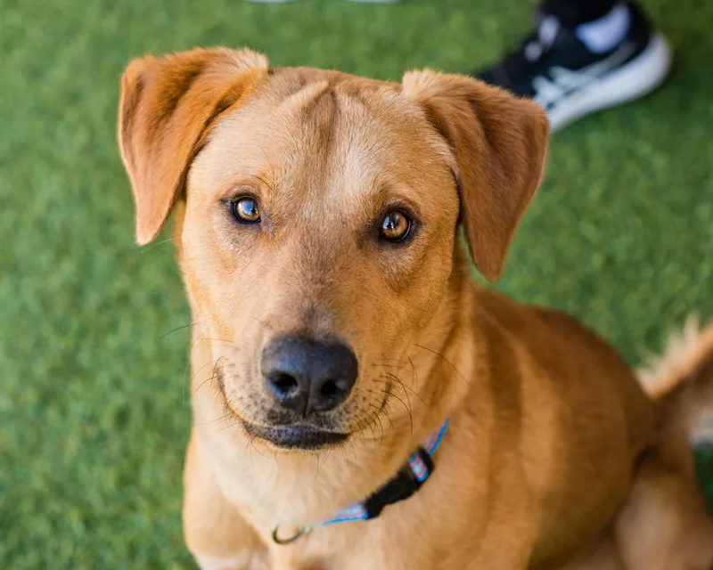 An adult large-sized male Red / Chestnut / Orange Labrador Retriever dog named Riker for adoption in Mont Belvieu, TX