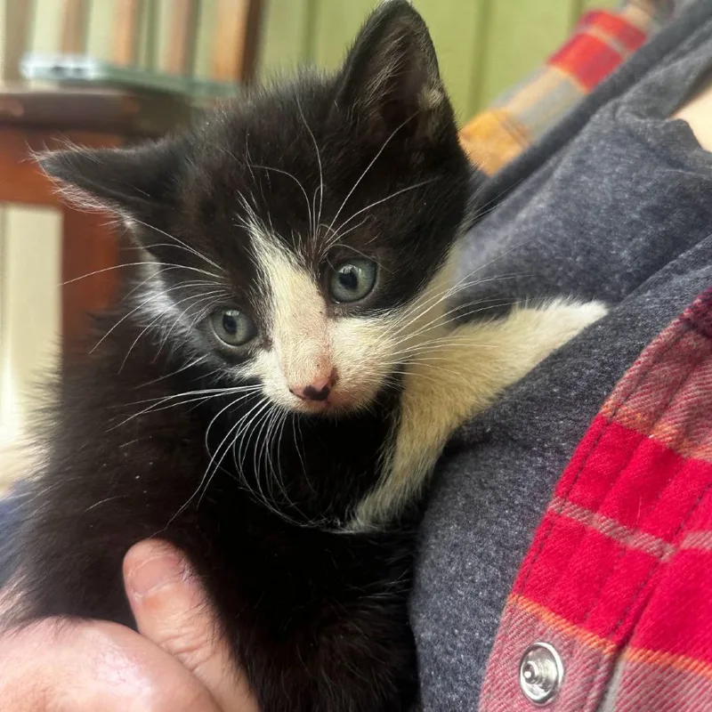 A baby small-sized male Black Domestic Short Hair cat named Tues Day for adoption in SANTA ROSA BEACH, FL