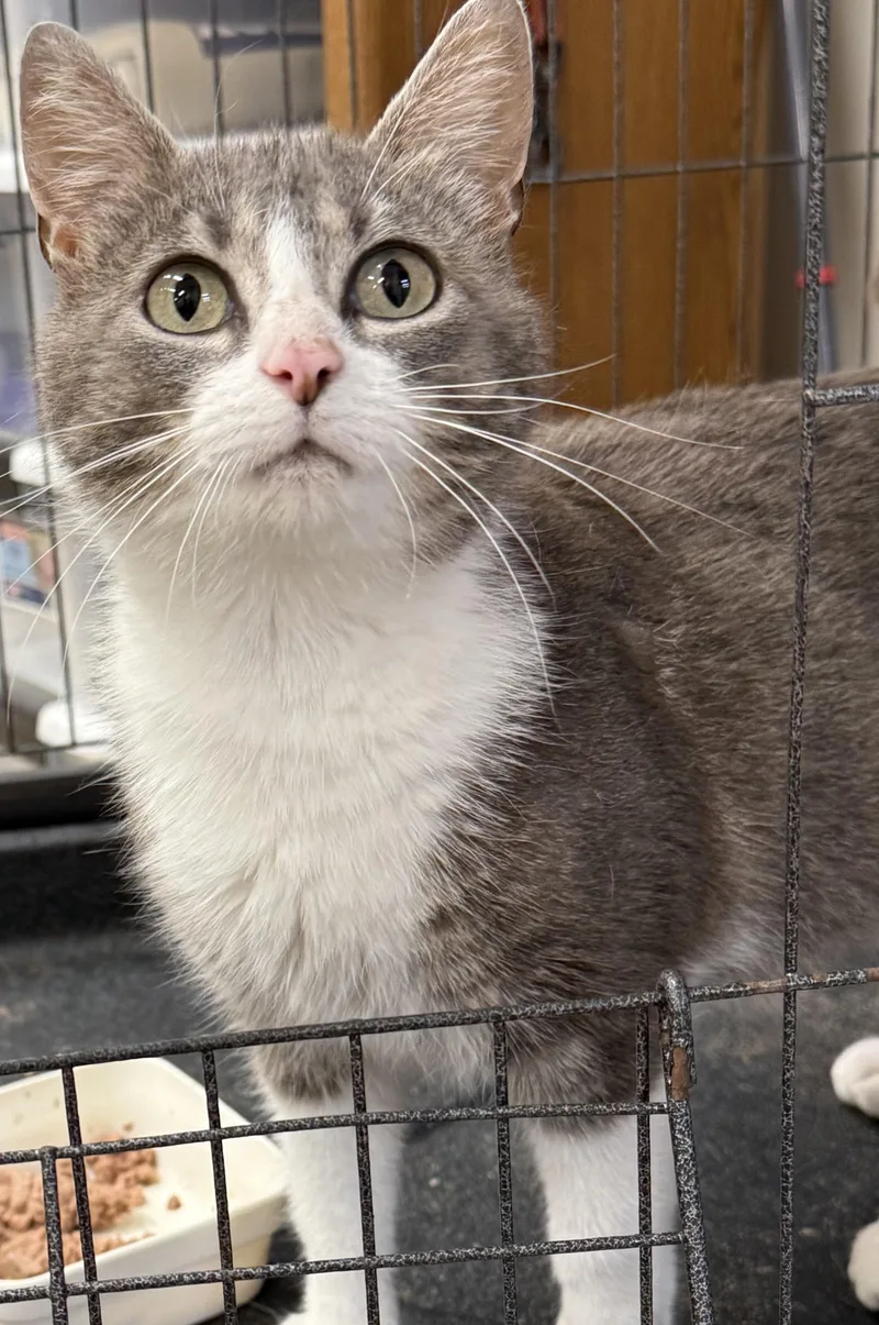 An adult medium-sized female Gray & White Domestic Short Hair cat named Della for adoption in Logan, OH