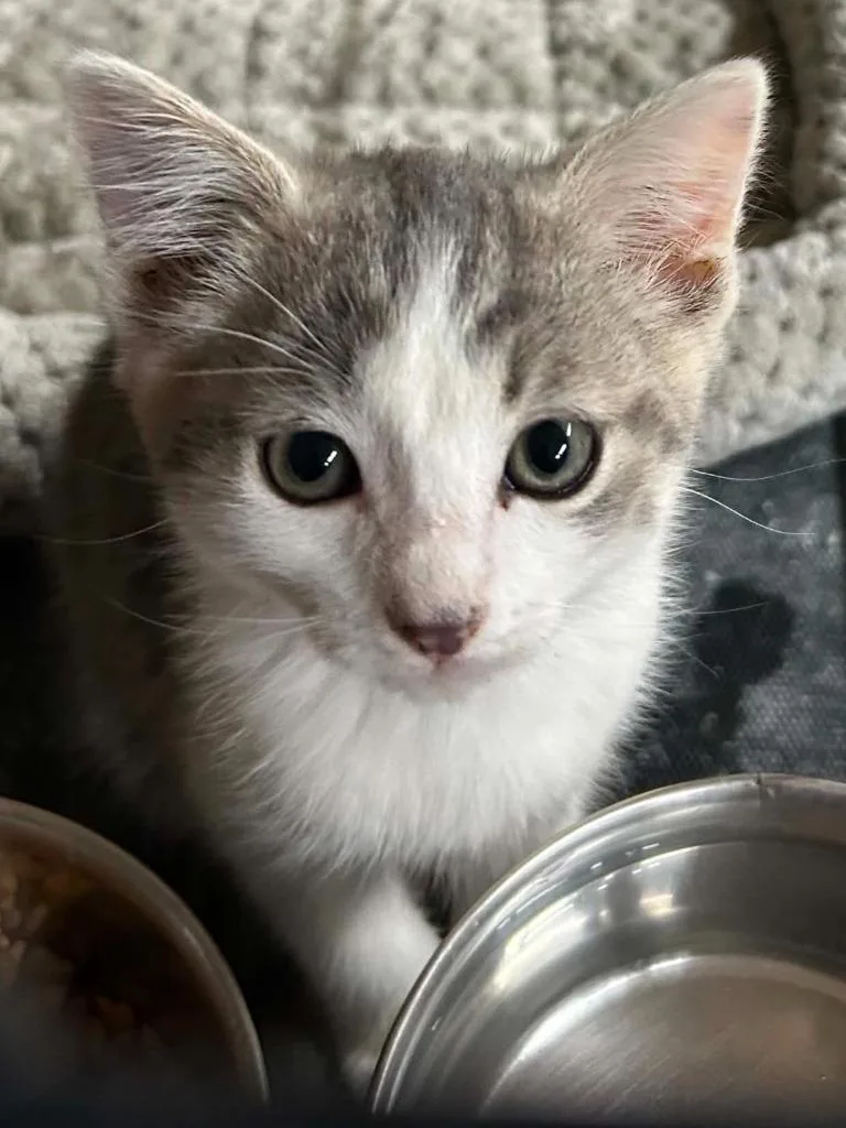 A baby medium-sized male Domestic Short Hair cat named Daughtry for adoption in Portland, IN