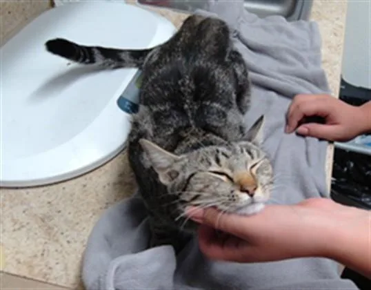 A young small-sized female Domestic Short Hair cat named Aphrodite for adoption in Albuquerque, NM
