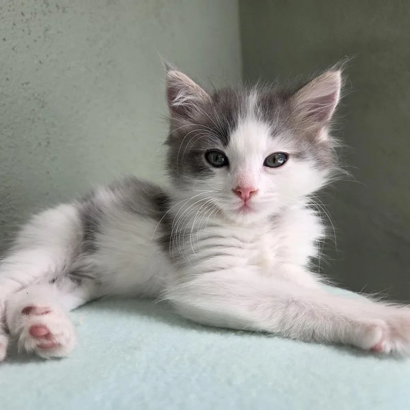 A baby small-sized female Gray / Blue / Silver Domestic Short Hair cat named Flower for adoption in Pasadena, CA