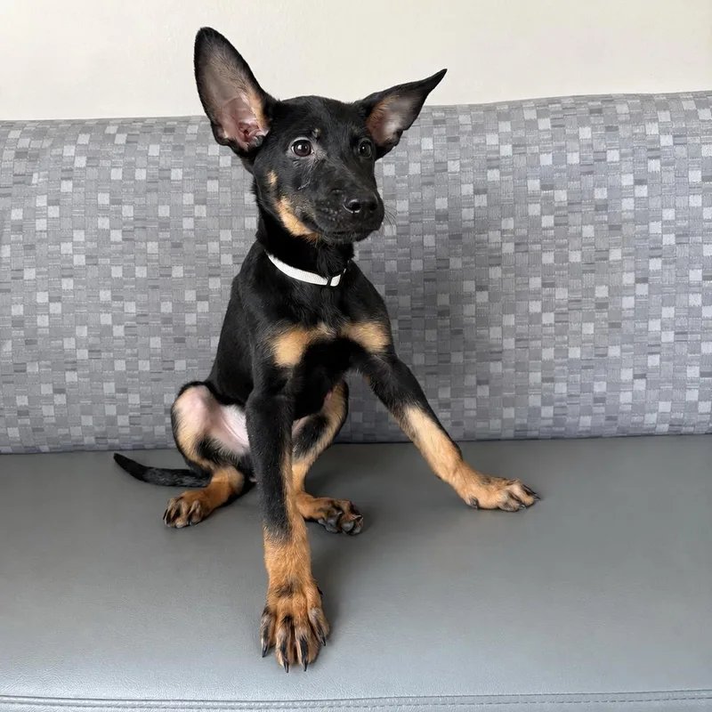 A baby medium-sized male Mixed Breed dog named Woody for adoption in Henderson, NV