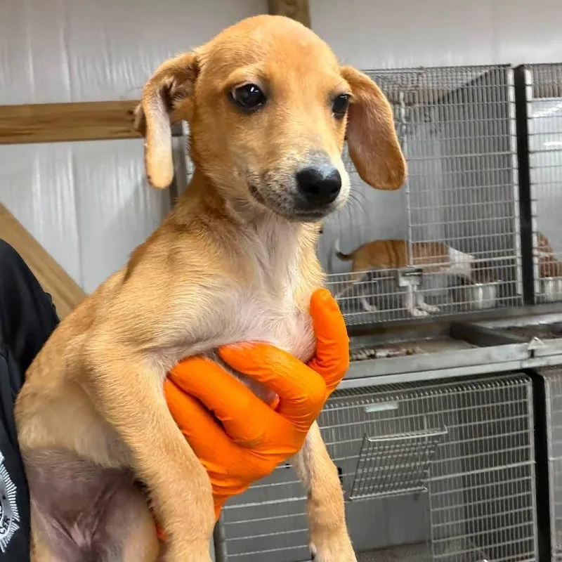 A baby small-sized female Yellow / Tan / Blond / Fawn Beagle dog named Sniffany D for adoption in Minnetonka, MN
