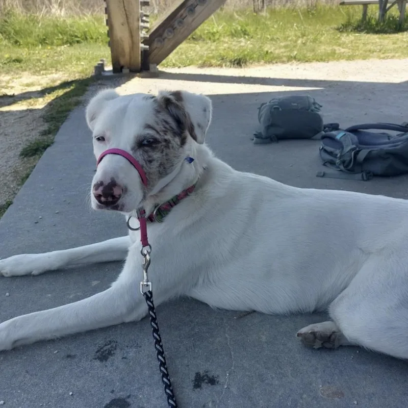 A young medium-sized female White / Cream Australian Shepherd dog named Willow for adoption in Cedarburg, WI