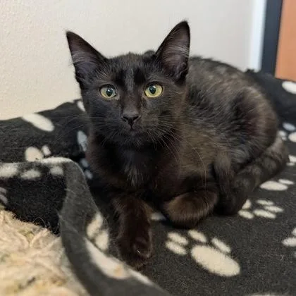 A baby small-sized male Black Domestic Short Hair cat named Goober for adoption in Rochester, MN