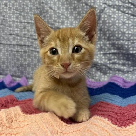 A baby small-sized male Orange / Red Domestic Short Hair cat named Triscuit for adoption in Long Beach, CA