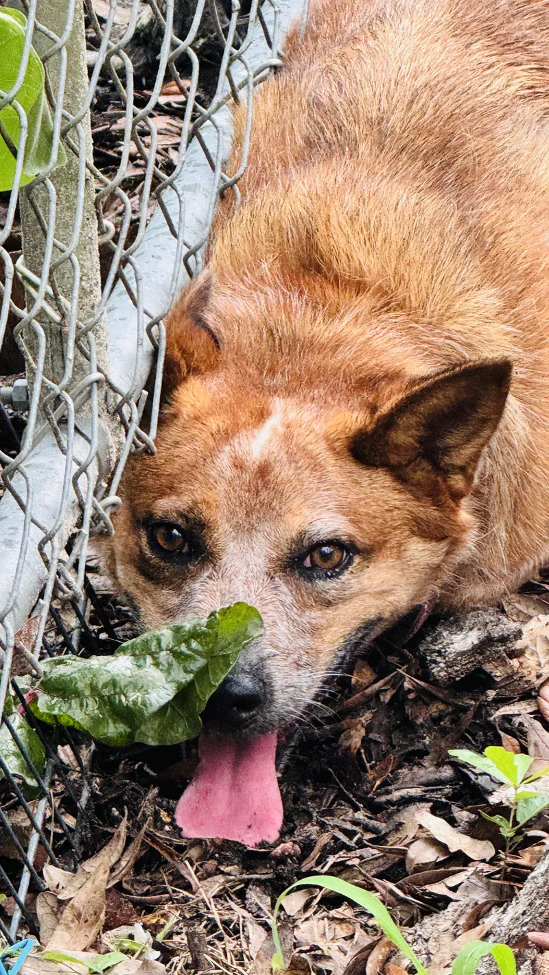 An adult medium-sized female Australian Cattle Dog / Blue Heeler dog named Kate for adoption in Nahunta, GA