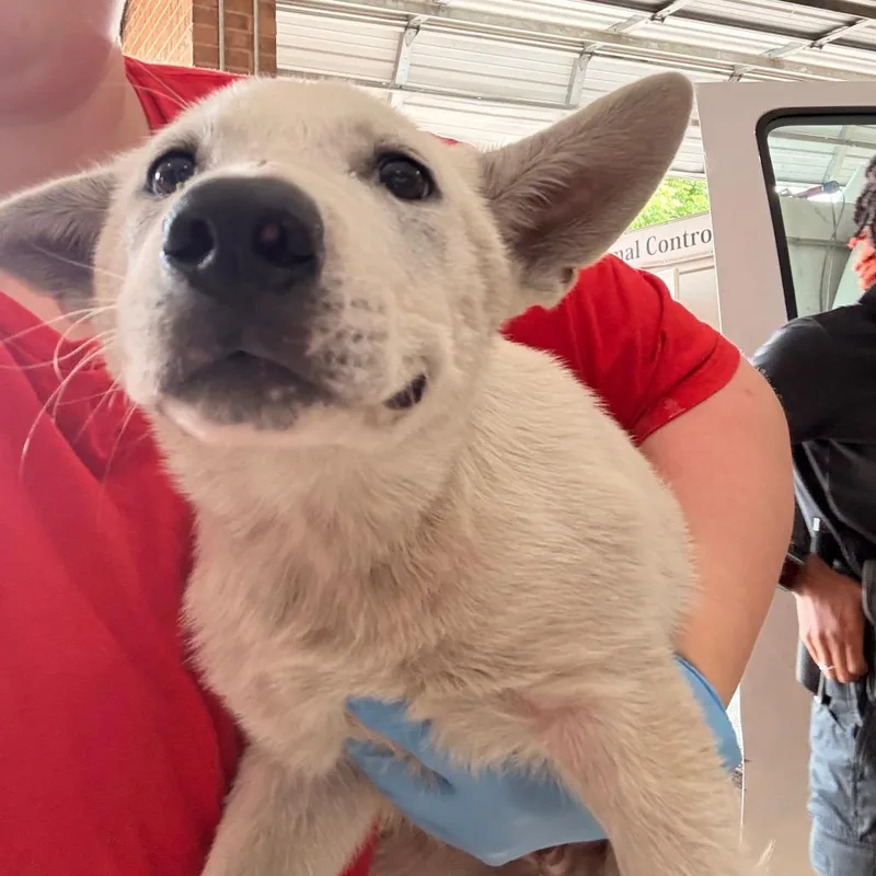 A baby small-sized male White / Cream Great Pyrenees dog named Kyro for adoption in Birmingham, AL