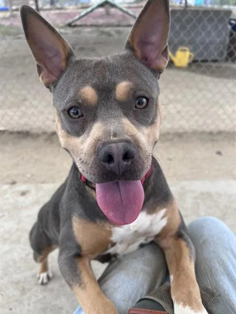 A young medium-sized male Tricolor (Brown, Black, & White) Pit Bull Terrier dog named Thumper for adoption in Phoenix, OR