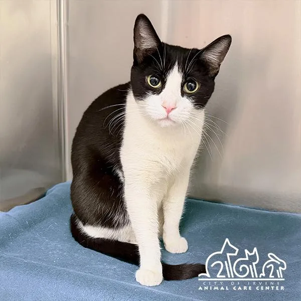 An adult small-sized female Domestic Short Hair cat named Tux for adoption in Irvine, CA