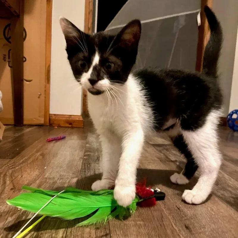 A baby medium-sized female Black & White / Tuxedo Domestic Short Hair cat named Honey Mustard for adoption in Watertown, WI