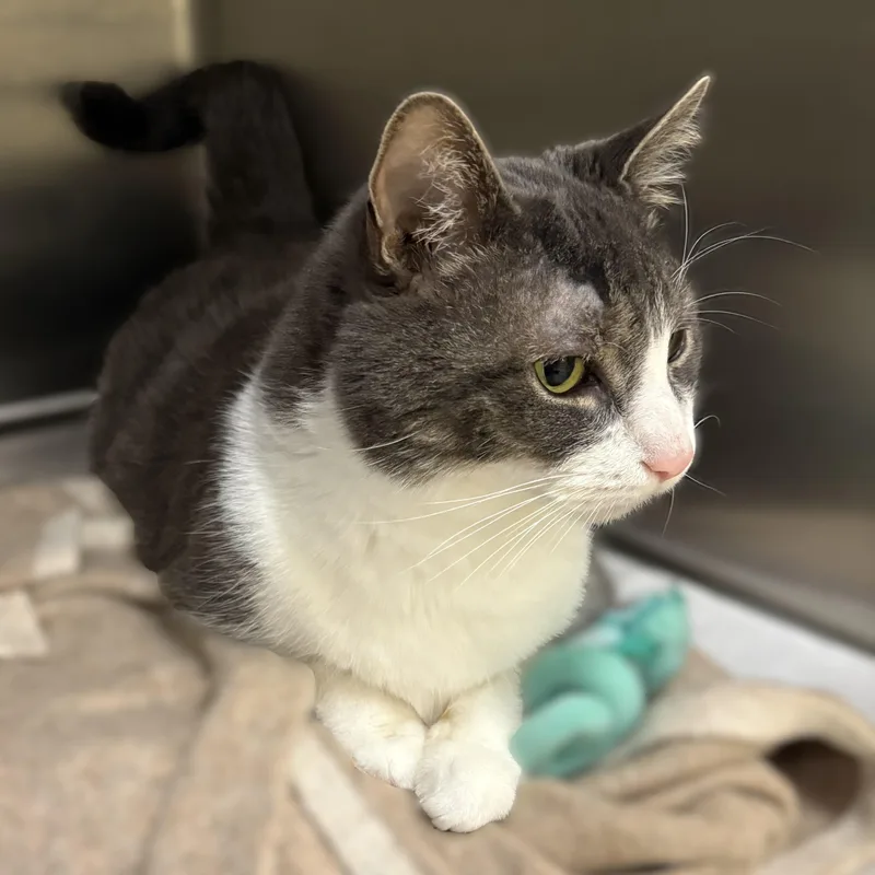 A senior medium-sized male Gray / Blue / Silver Domestic Short Hair cat named Gizmo for adoption in Columbia, MD