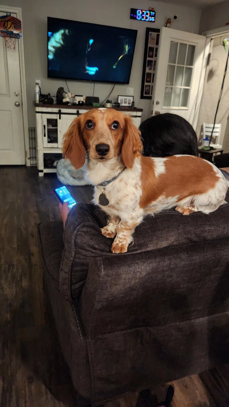 A young small-sized female Dachshund dog named Noodles SoOC for adoption in Los Angeles, CA