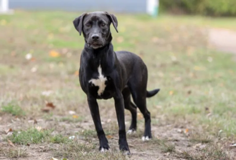 A young large-sized male Black Labrador Retriever dog named Hamburger for adoption in Terre Haute, IN