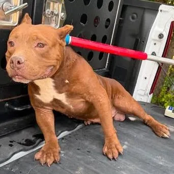 A baby large-sized male Red / Chestnut / Orange Pit Bull Terrier dog named Tao for adoption in Bastrop, TX