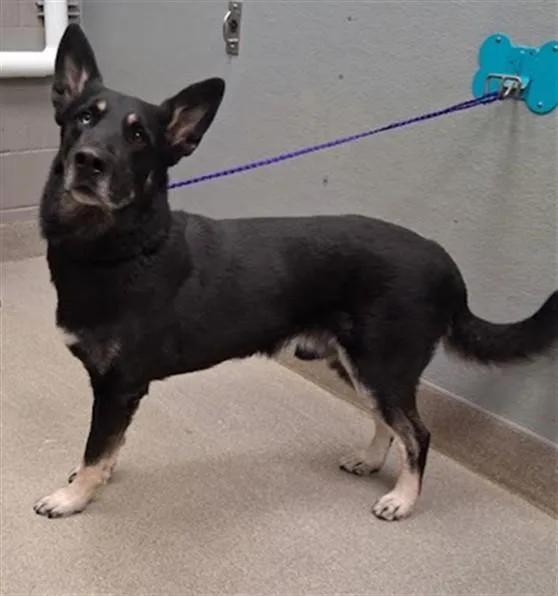 An adult large-sized male German Shepherd Dog dog named Gonzo for adoption in Las Vegas, NV