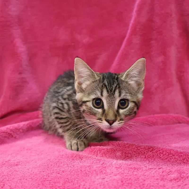 A baby small-sized female Brown / Chocolate Domestic Short Hair cat named Polly for adoption in Saint Charles, MO