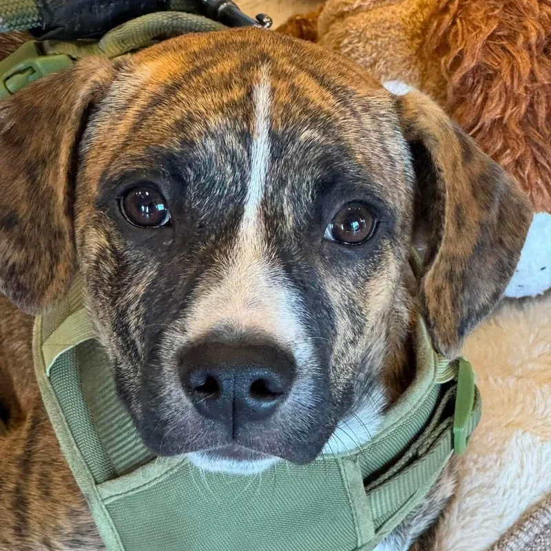 A baby medium-sized male Catahoula Leopard Dog dog named Hunter for adoption in Chino valley, AZ