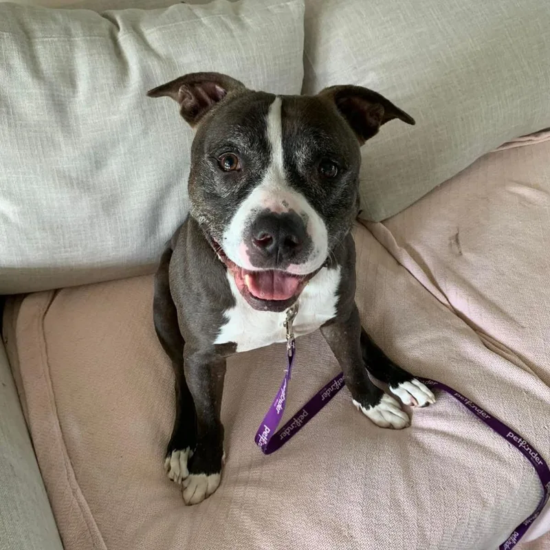 Coco Melon thumbnail 2