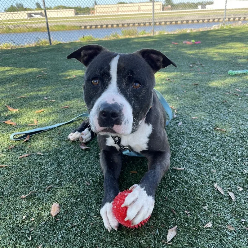 Coco Melon thumbnail 3