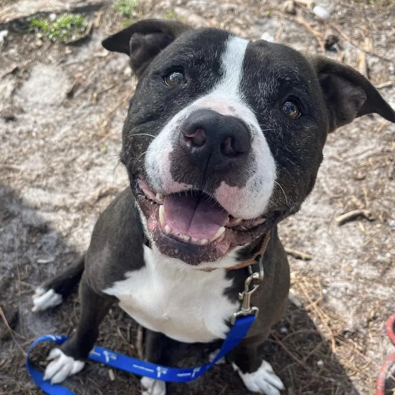 Coco Melon thumbnail 4