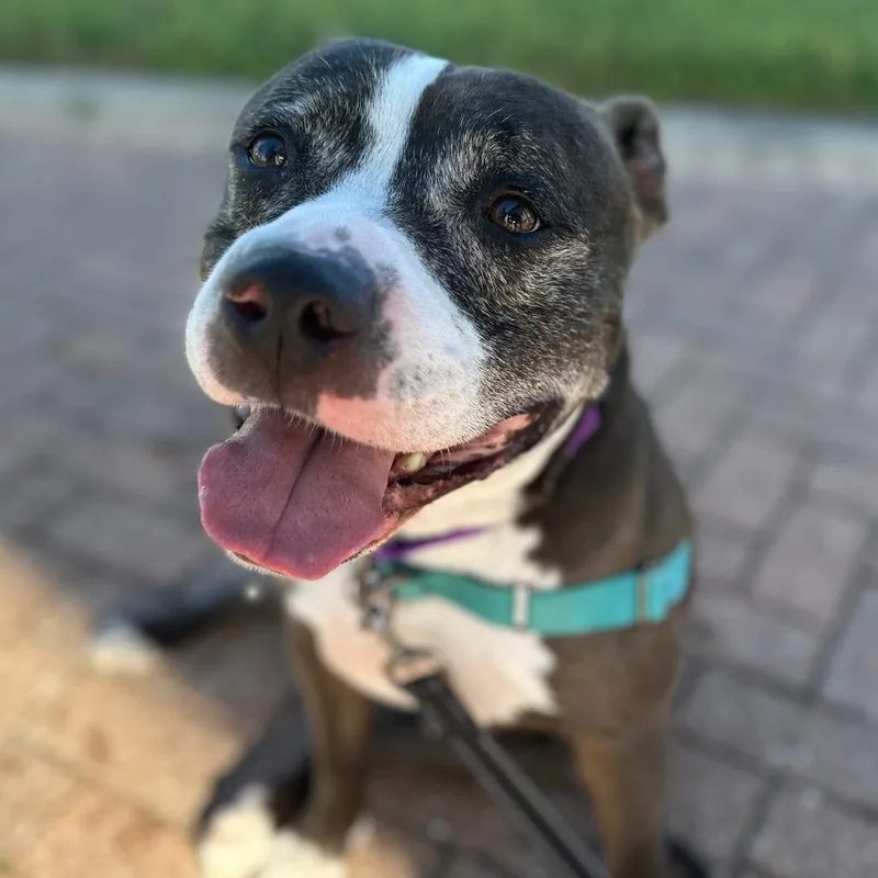 Coco Melon thumbnail 5