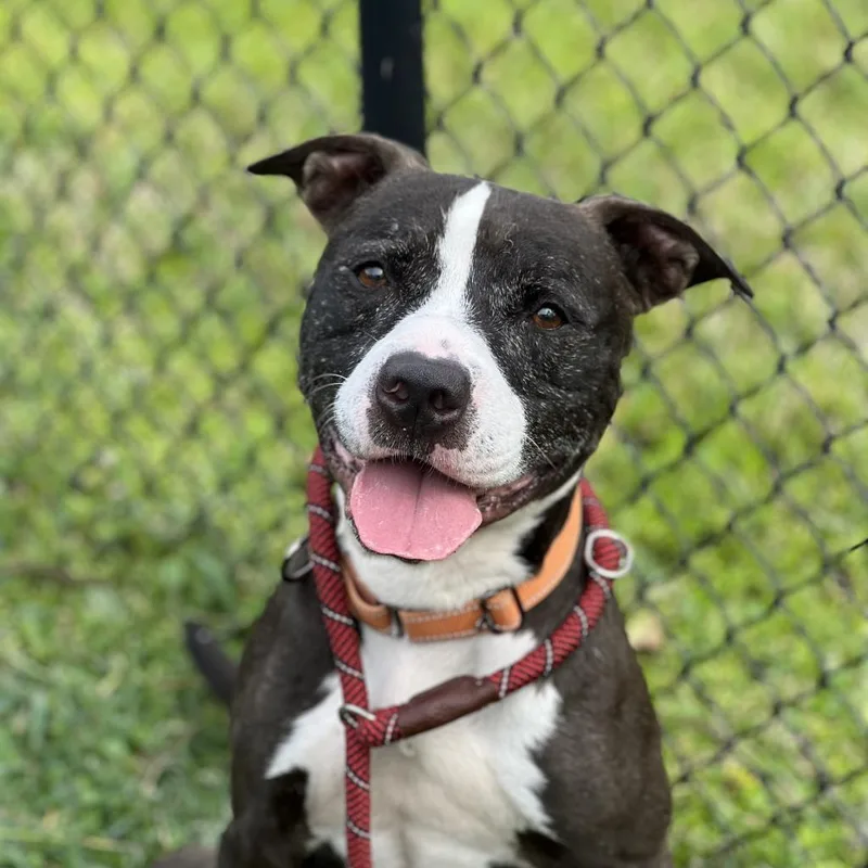 Coco Melon thumbnail 6