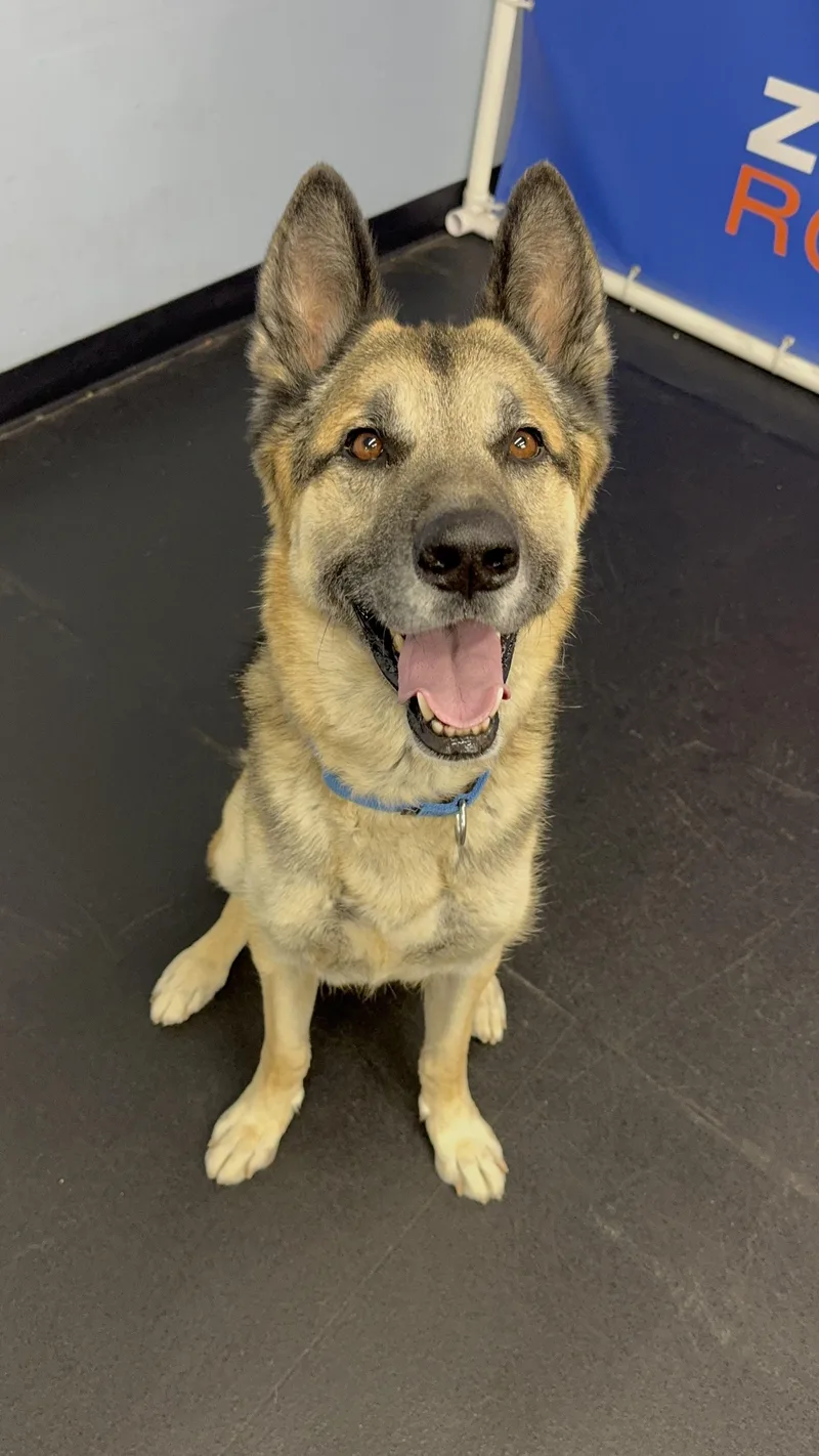 An adult large-sized male Tricolor (Brown, Black, & White) German Shepherd Dog dog named Anakin for adoption in Marina del Rey, CA