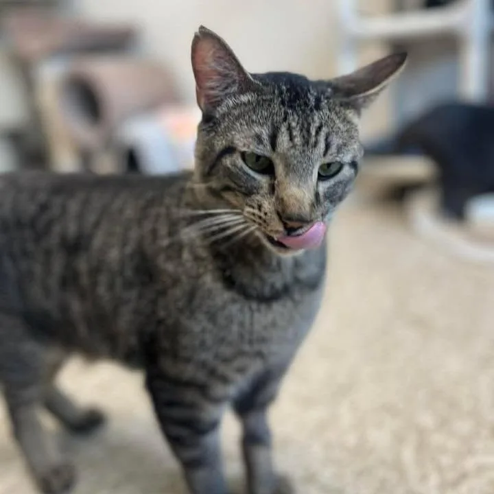 An adult large-sized male Brown / Chocolate Domestic Short Hair cat named Toni for adoption in Milan, IL