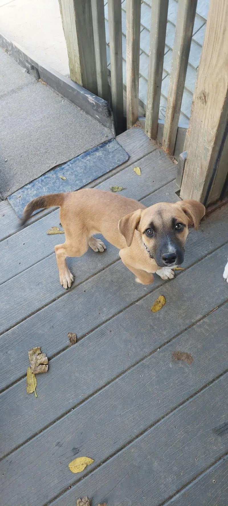 A baby medium-sized female Labrador Retriever dog named Maple for adoption in Conesus, NY