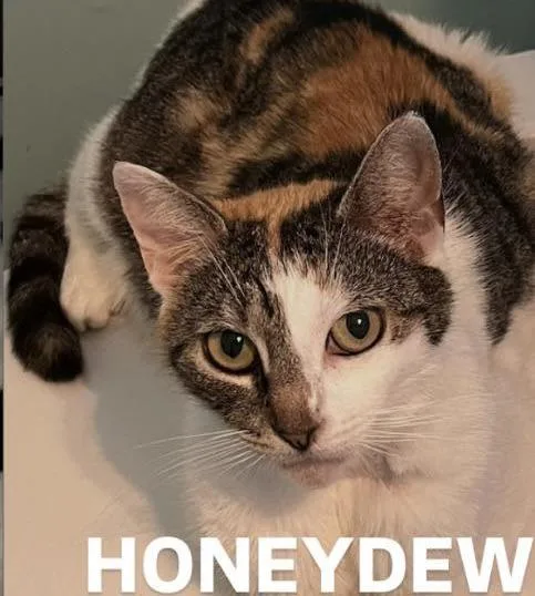 A young medium-sized female Calico Domestic Short Hair cat named Honeydew for adoption in Ozone Park, NY